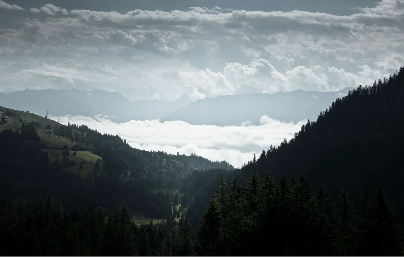 Фото обои лес, облака, туман, холмы, вид, ель, хвойные
