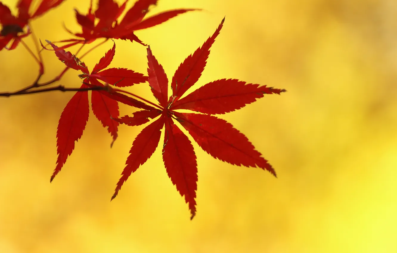 Фото обои осень, листья, ветка, клен