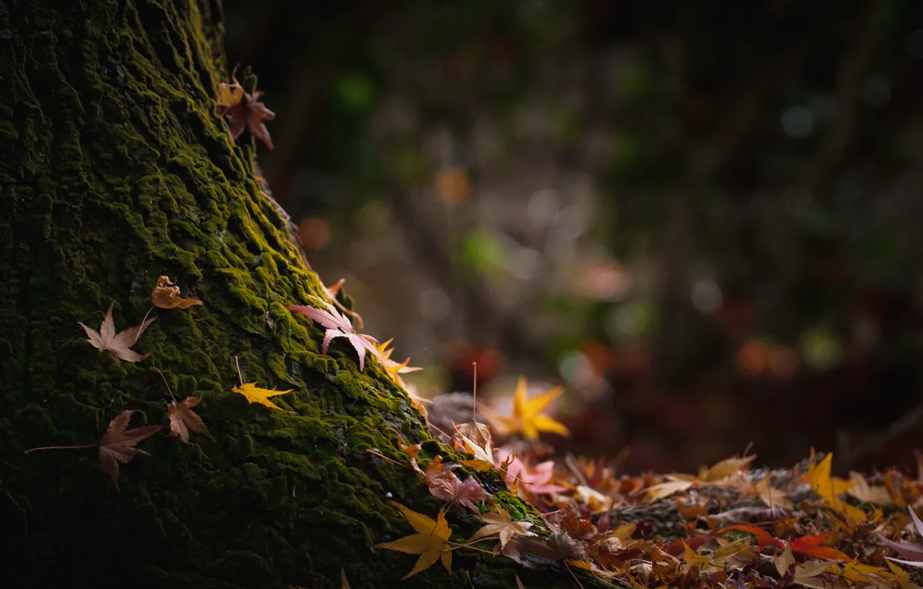 Фото обои осень, листья, природа, дерево