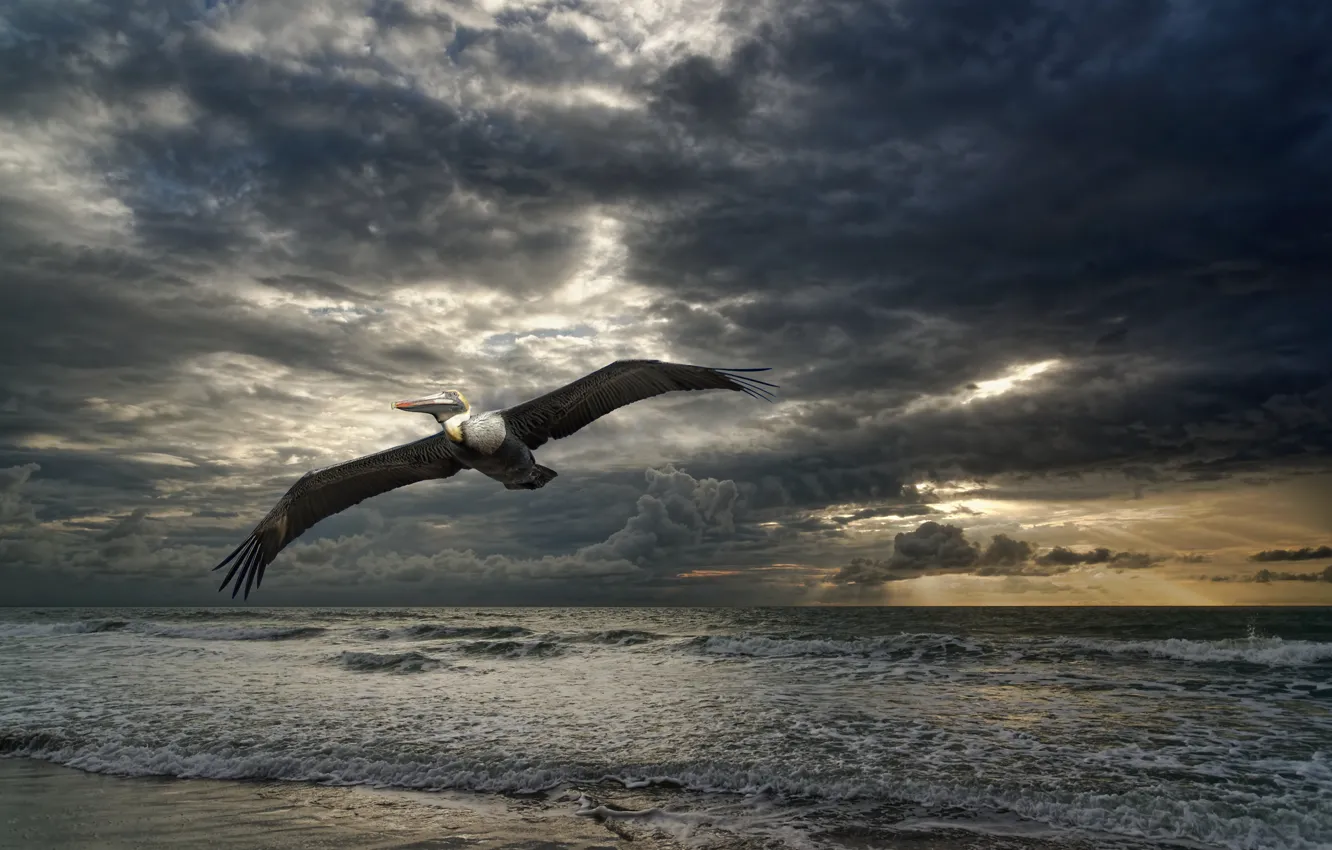 Фото обои море, природа, птица