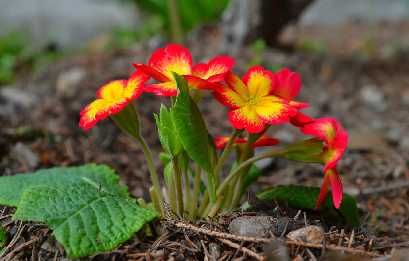 Фото обои Весна, Цветочки, Flowers, Spring, Примула