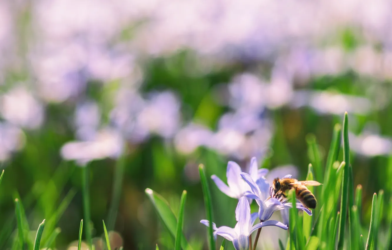 Фото обои зелень, трава, цветы, пчела, фон, размытость, bee