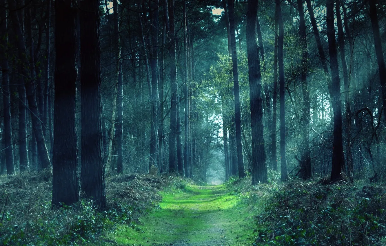Фото обои зелень, лес, деревья, дорожка