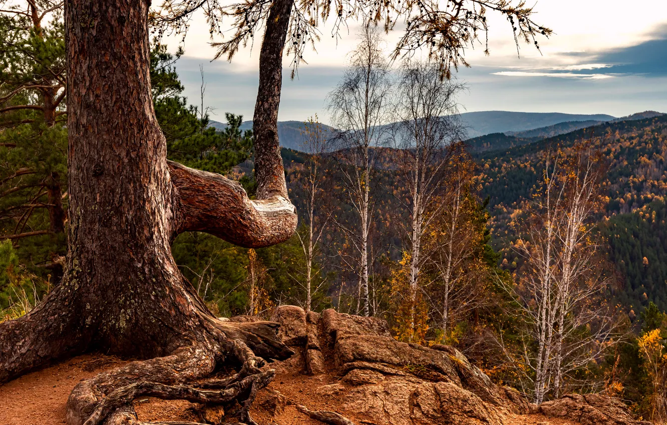 Фото обои forest, tree, branch