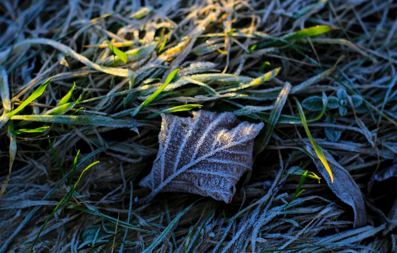 Фото обои leaf, cold, hoarfrost