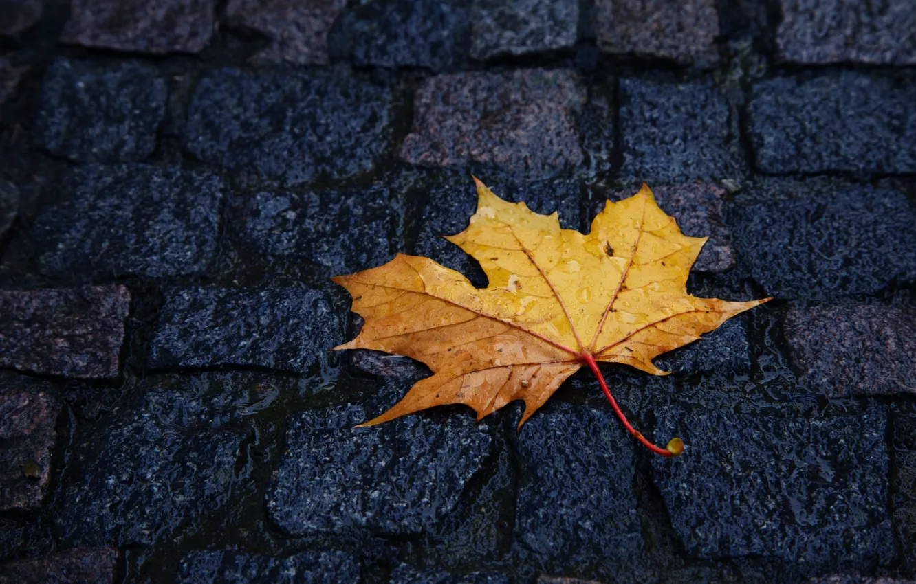 Фото обои желтый, лист, Осень, брусчатка, лежит, капли дождя