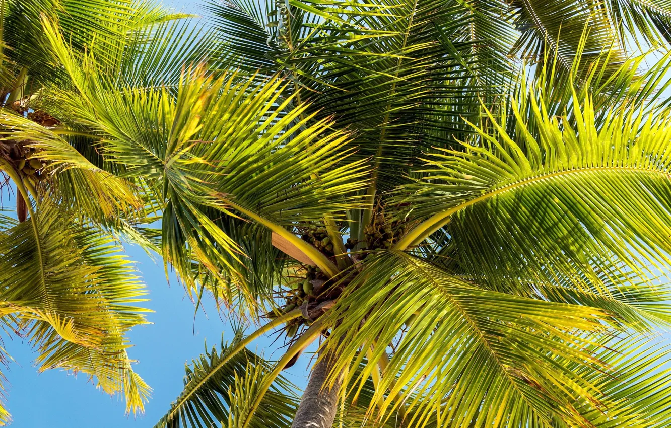 Фото обои листья, тропики, пальма
