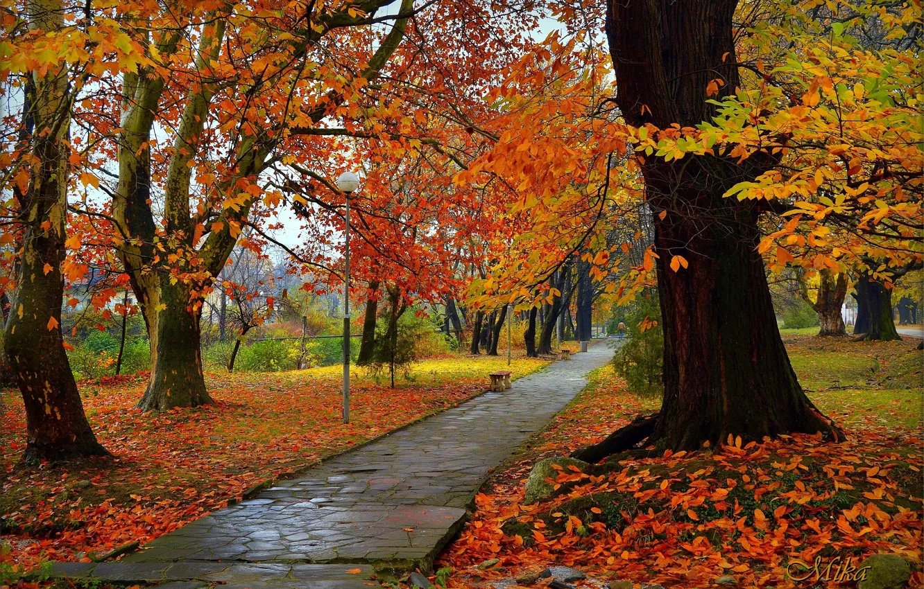 Фото обои Осень, Парк, Fall, Листва, Park, Autumn