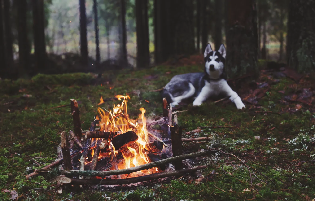 Фото обои лес, огонь, собака, костер, хаски
