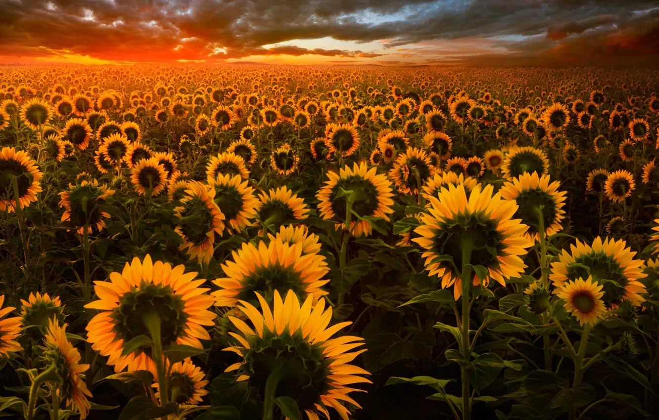 Фото обои поле, закат, природа, подсолнух, вечер, арт, Adrian Borda