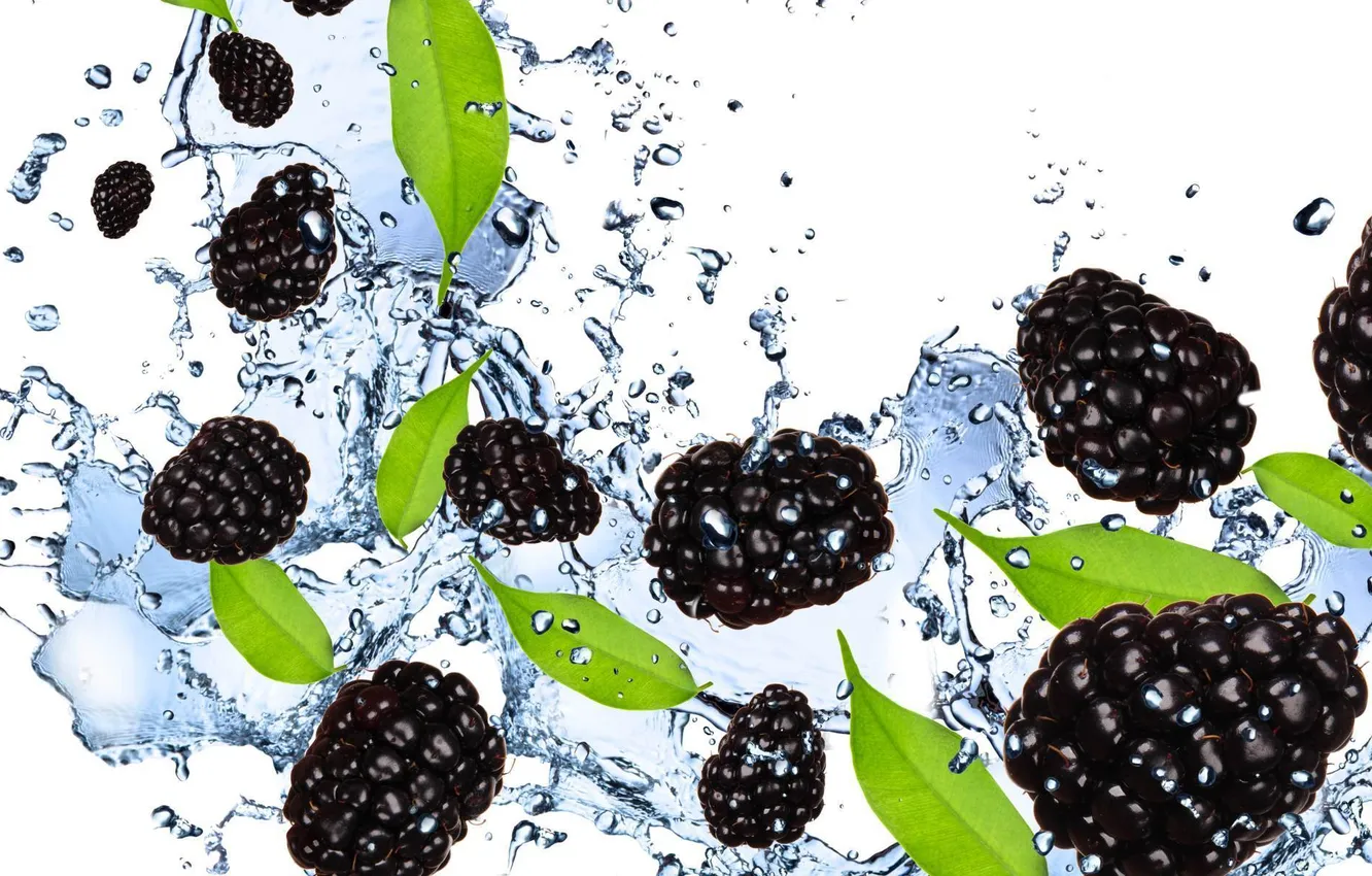 Фото обои вода, брызги, ягоды, белый фон, ежевика, blackberry
