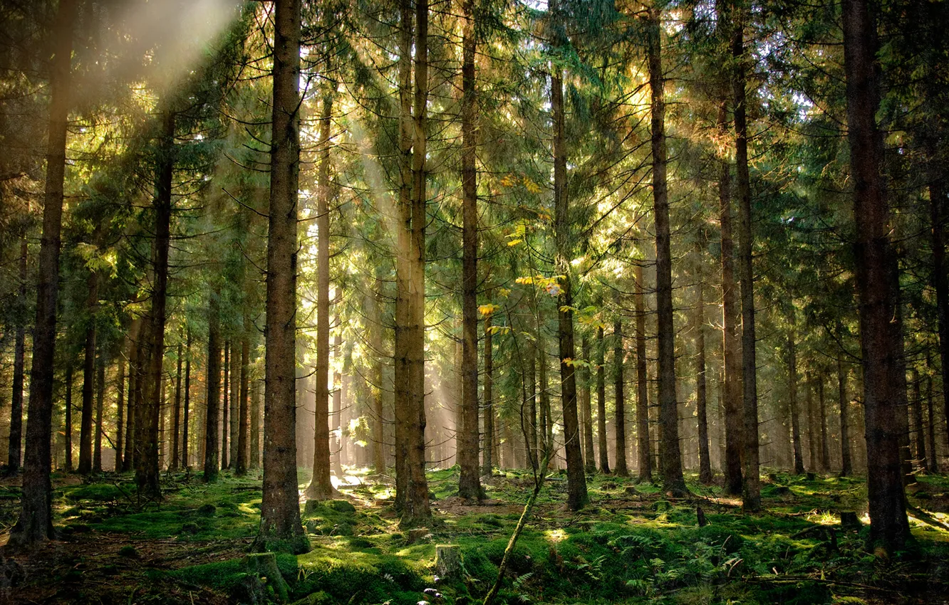 Фото обои лес, лучи, свет, природа
