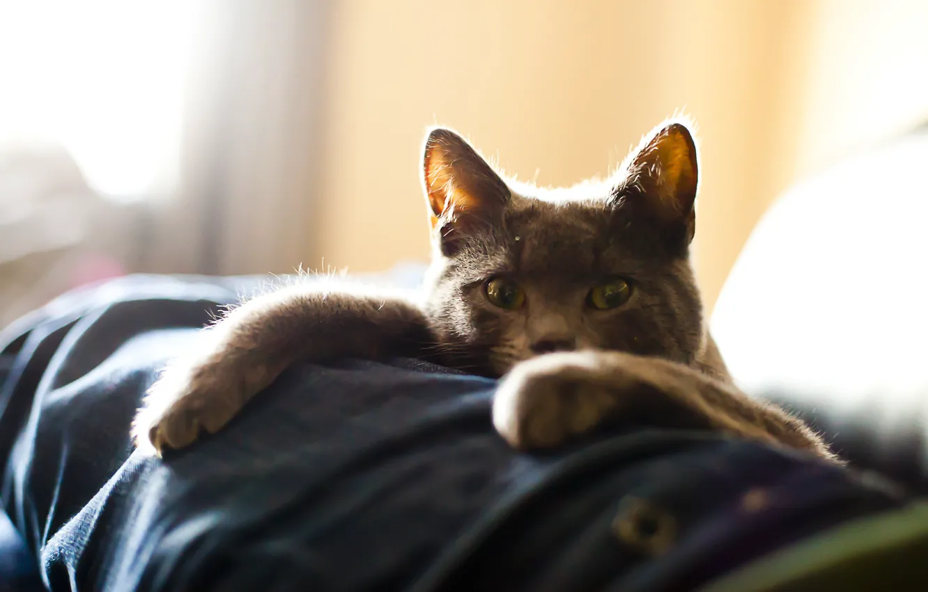 Фото обои кот, взгляд, лапки, лежит, cat, Bartholomew Photography