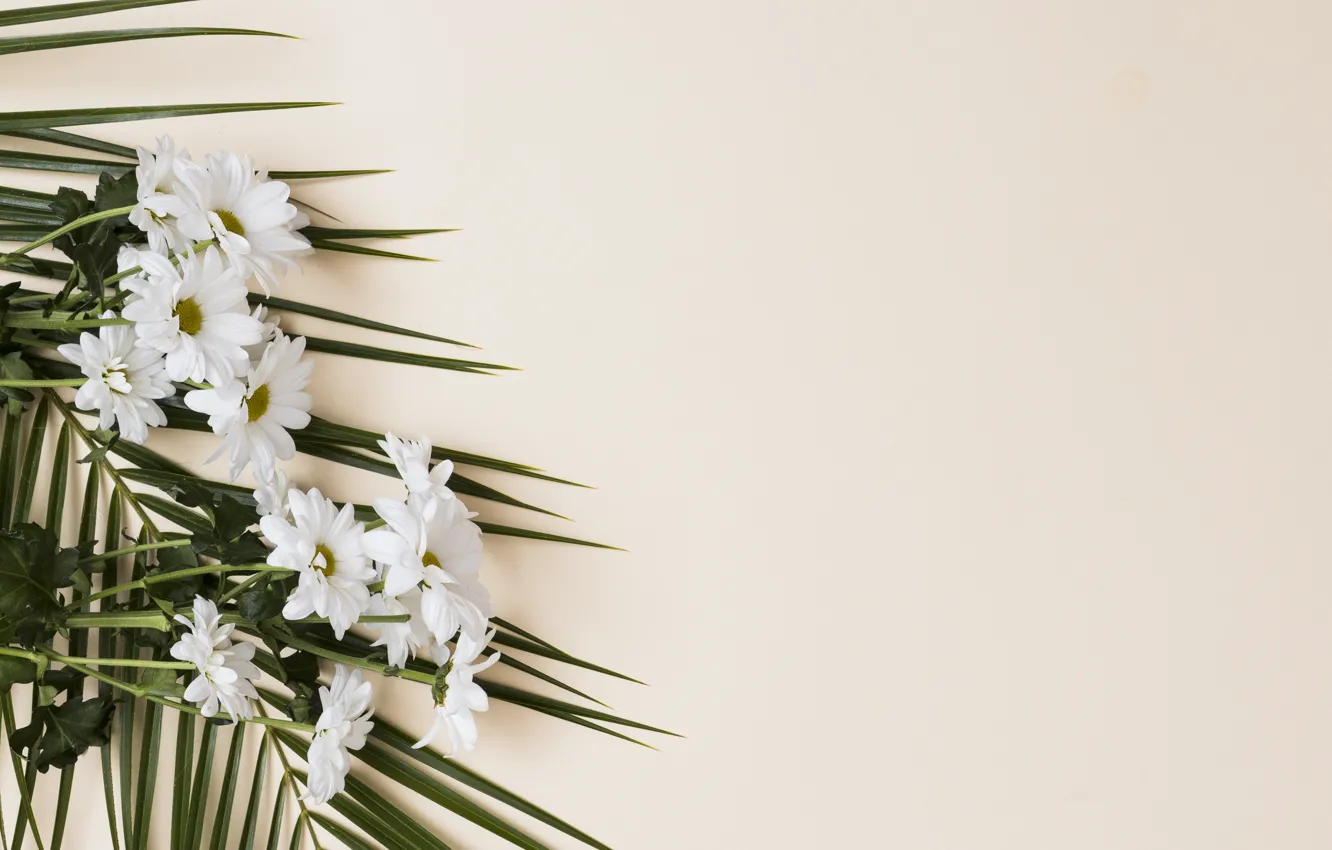 Фото обои цветы, Хризантемы, веточка пальмы