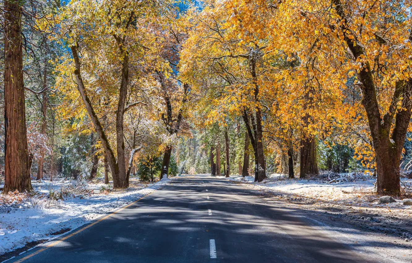 Фото обои зима, дорога, осень, лес, солнце, снег, деревья