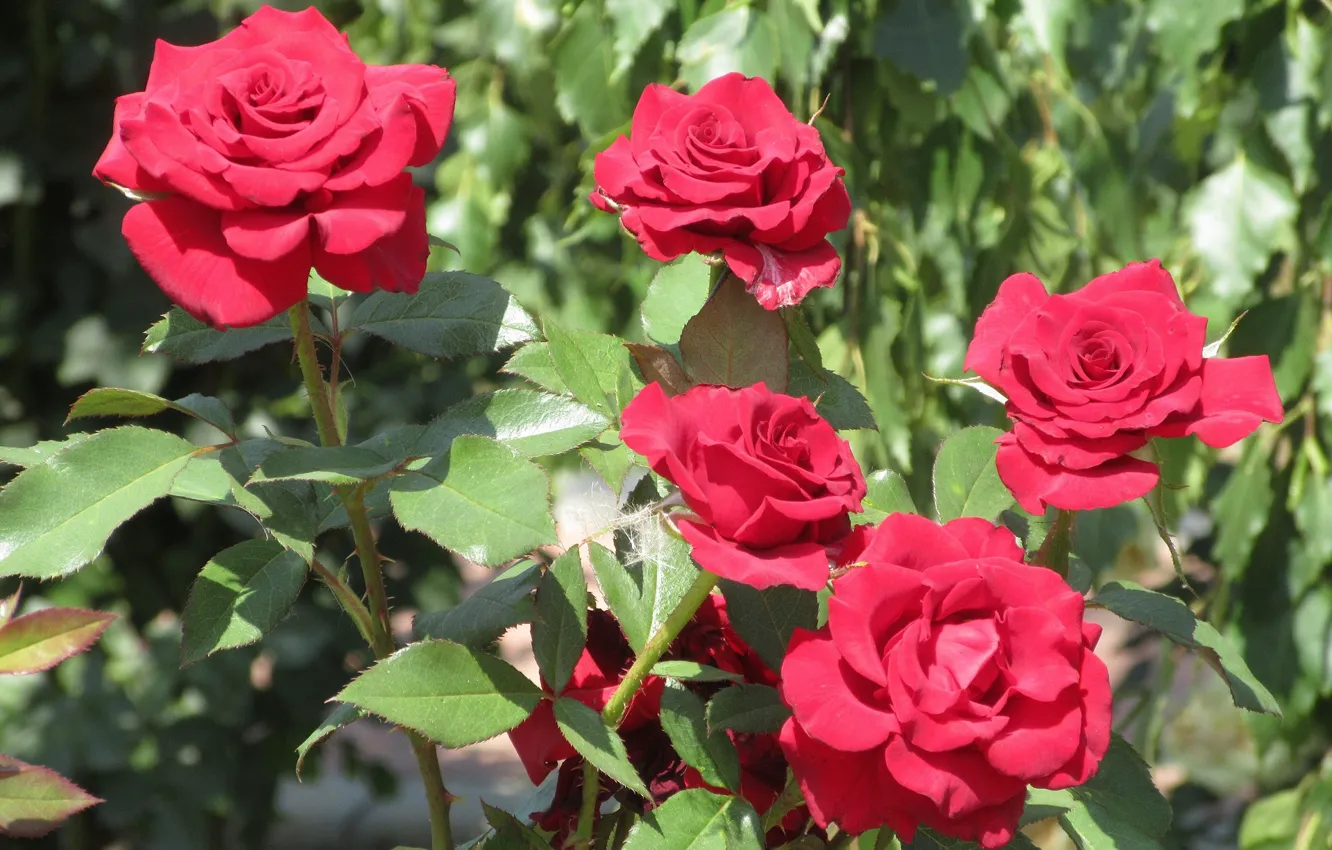 Фото обои куст, розы, пух, красные розы, Meduzanol ©, лето 2018