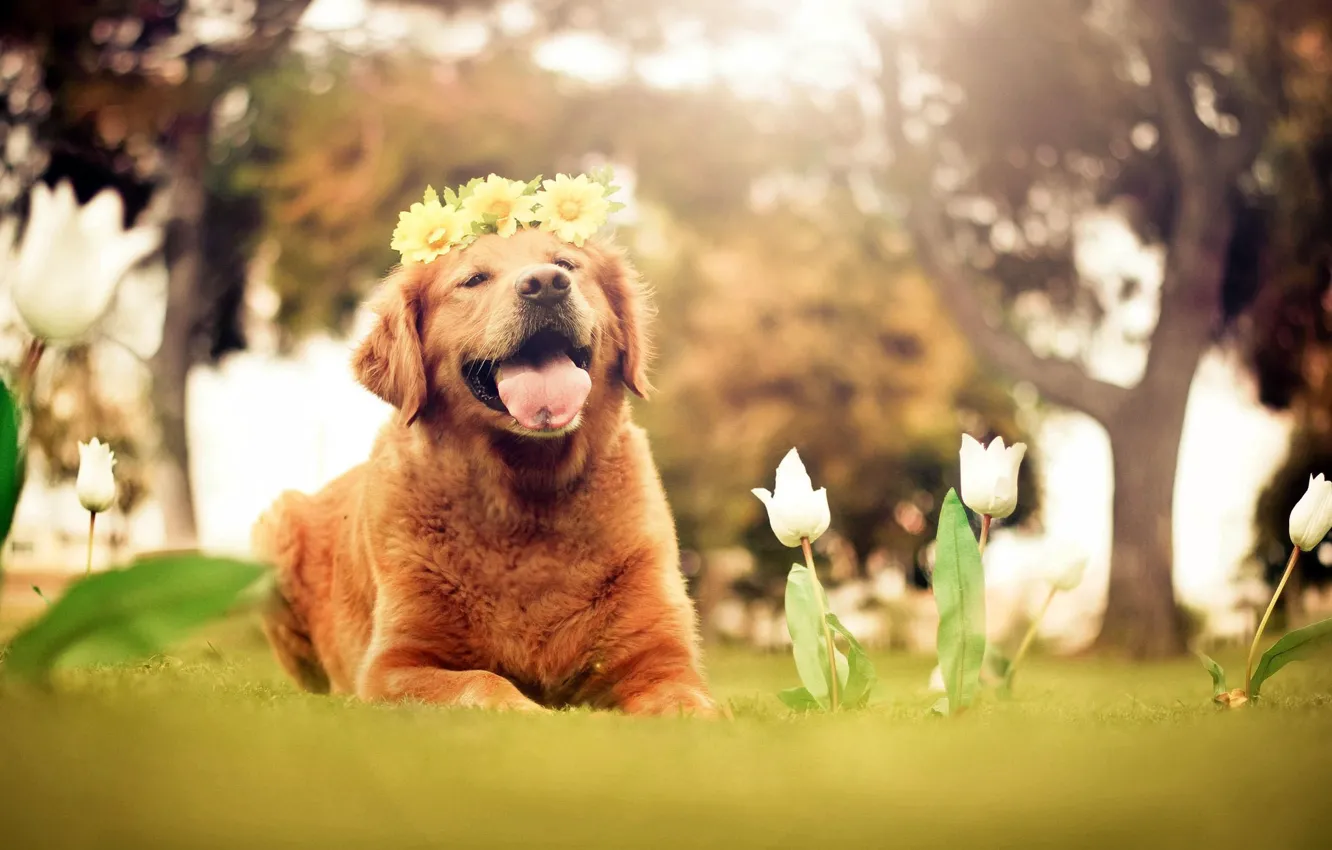 Фото обои язык, цветы, природа, друг, собака, тюльпаны, белые, венок