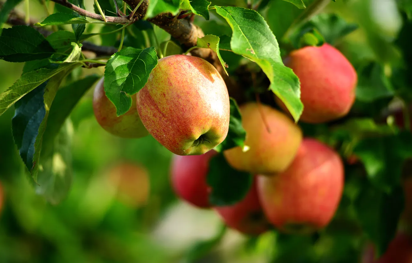 Фото обои лето, яблоки, яблоня