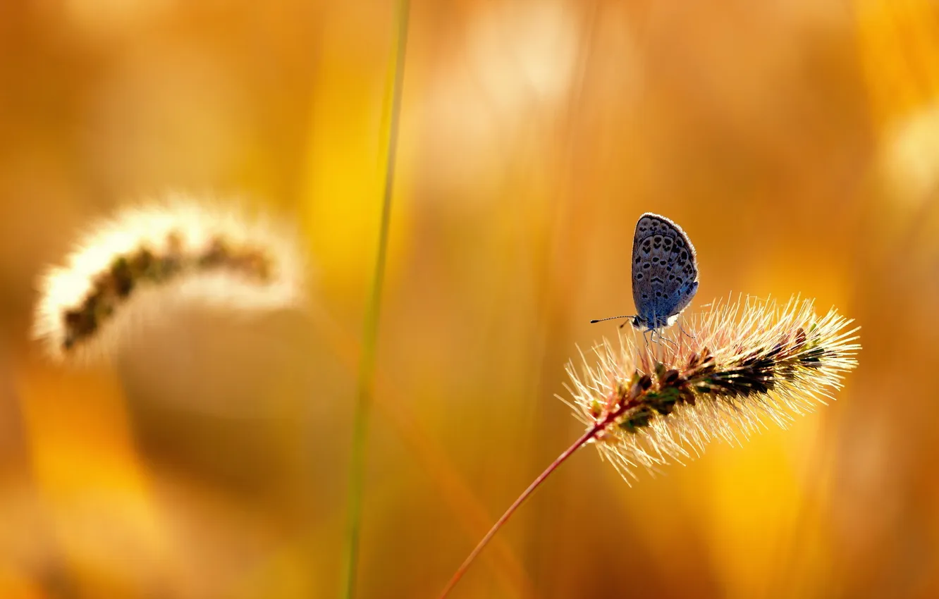 Фото обои лето, природа, бабочка