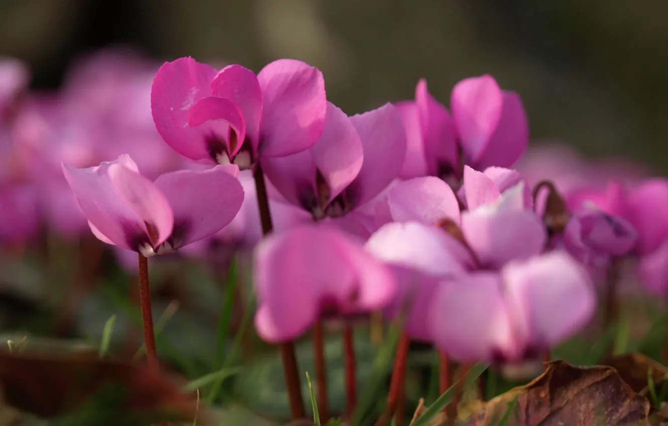 Фото обои цветы, нежность, розовые, первоцвет, цикломен, весенний цветок