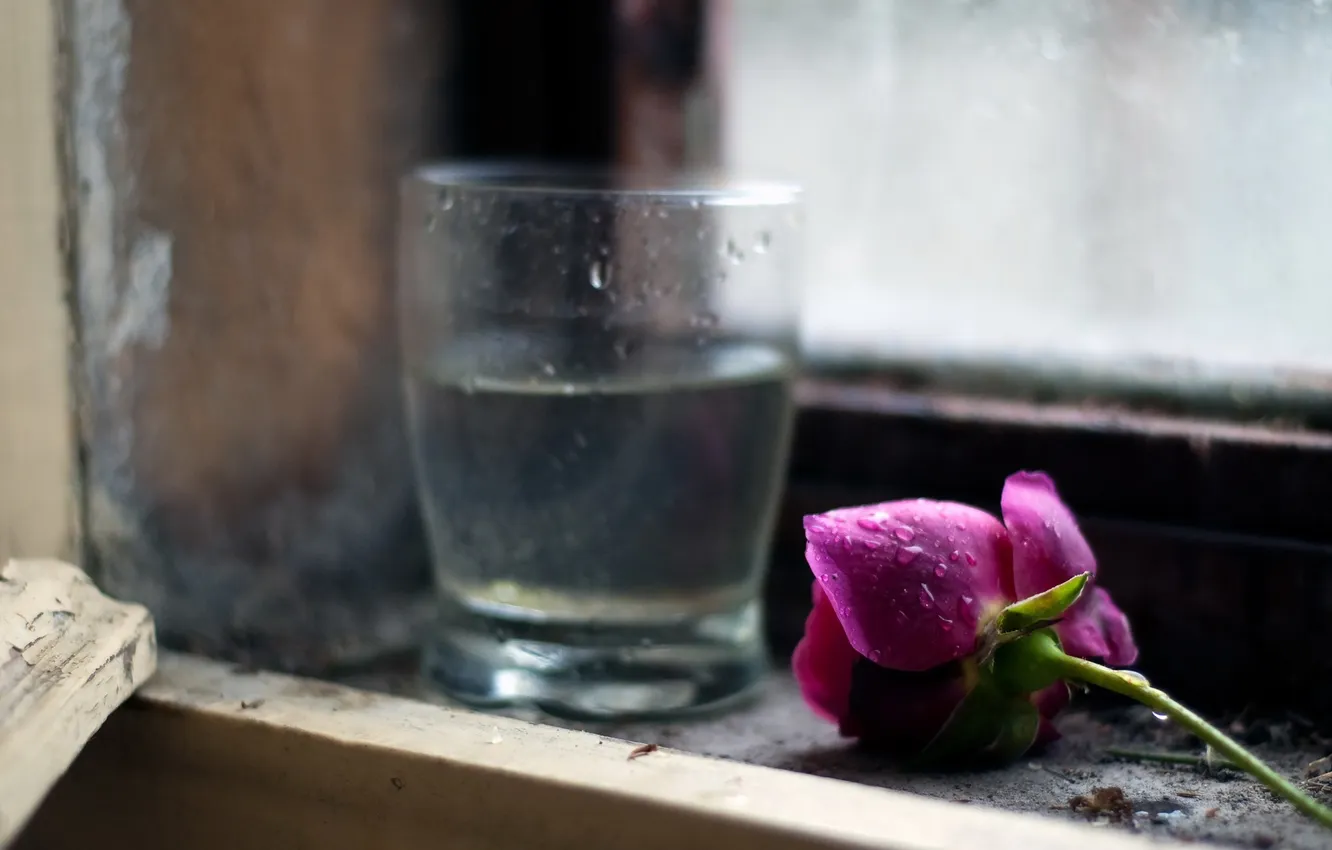 Фото обои цветок, стакан, роза, окно