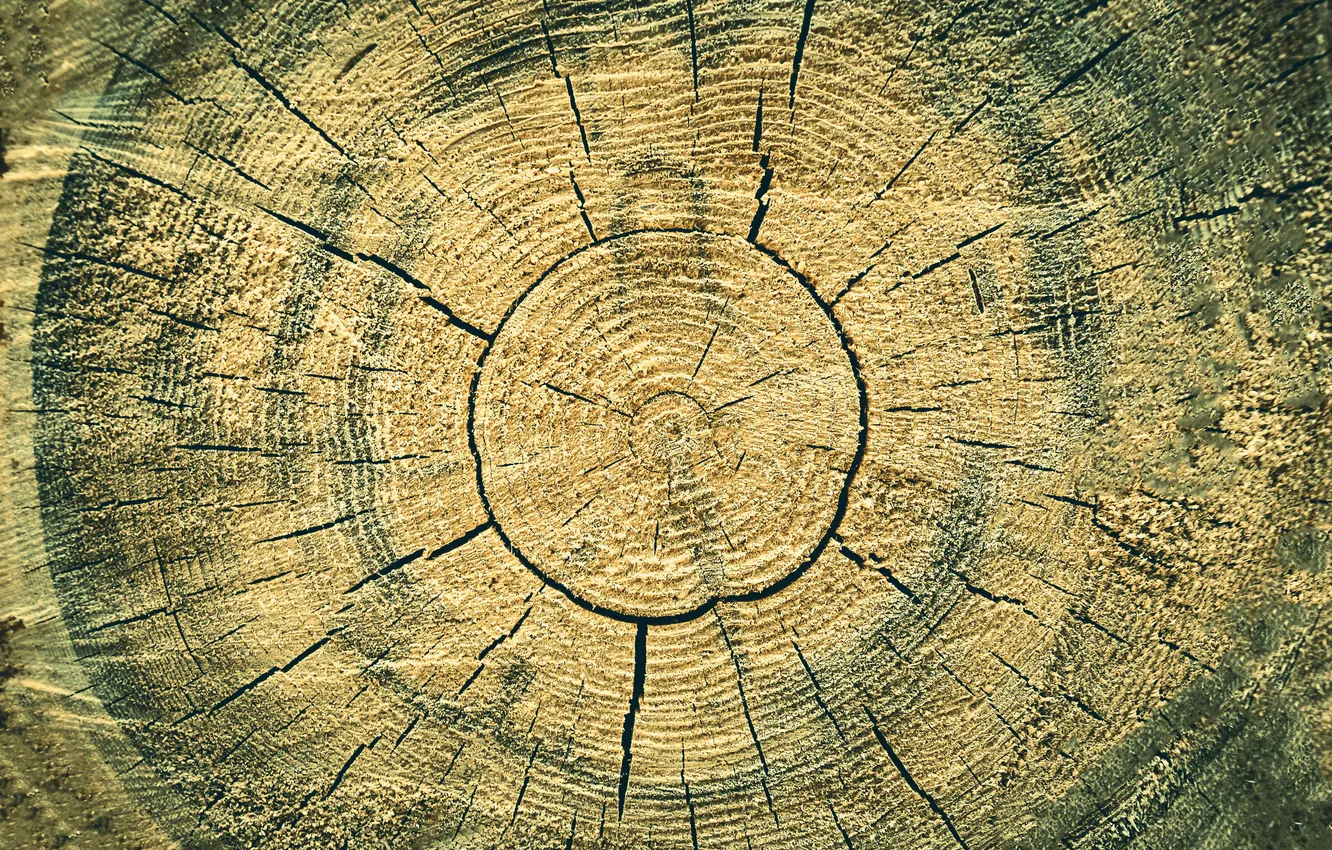 Фото обои трещины, дерево, текстура, кольца