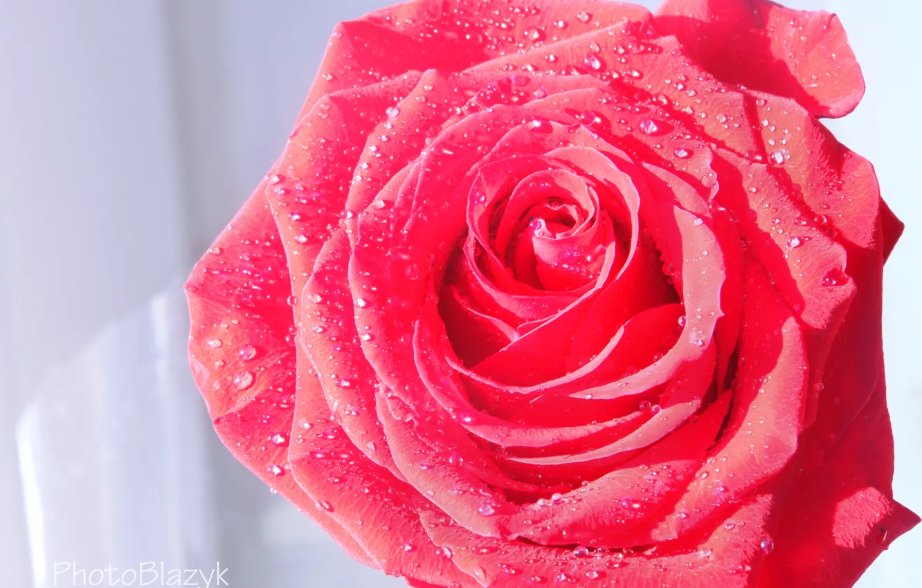 Фото обои цветок, вода, капли, роза, лепестки, алая