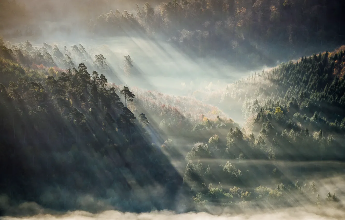 Фото обои trees, fog, sunlight, Forest