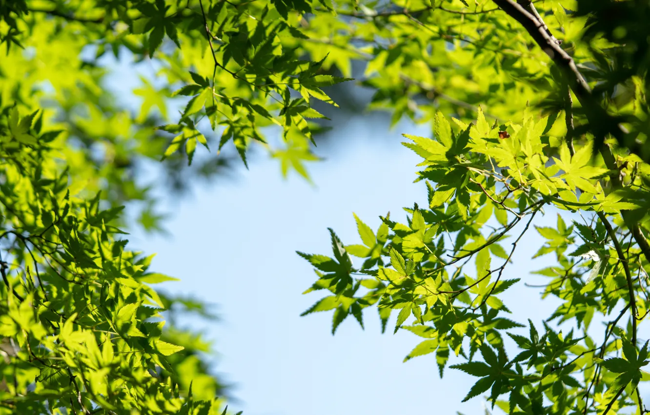 Фото обои небо, листья, солнце, green, клен, sky, leaves, maple