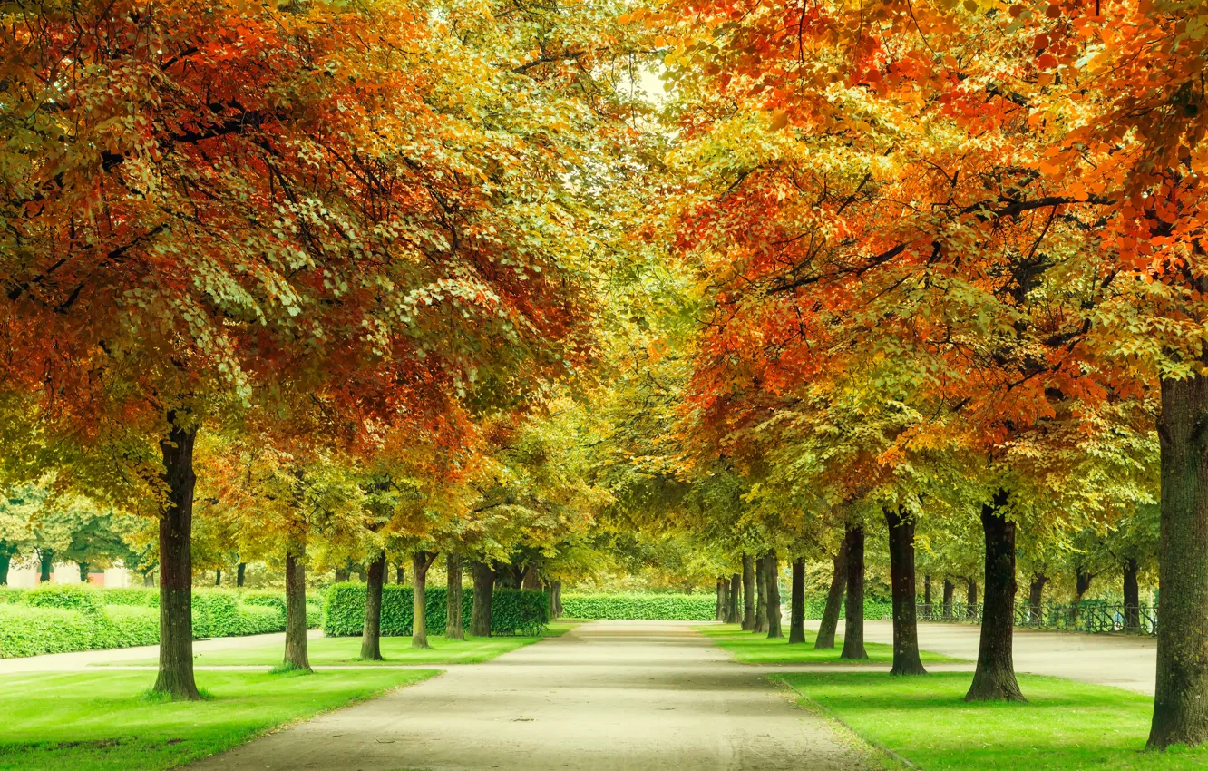 Фото обои осень, лес, листья, деревья, парк, forest, аллея, landscape