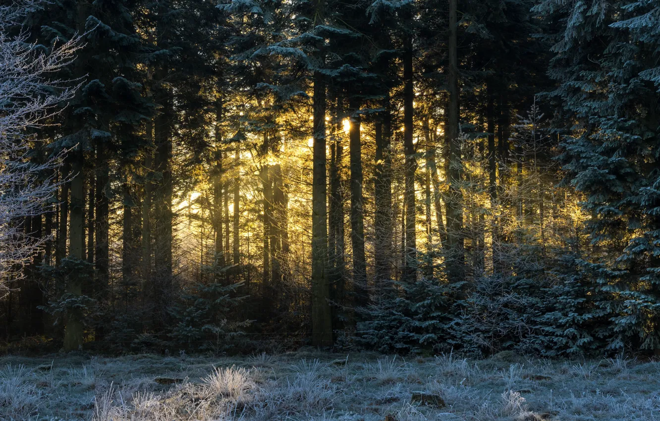 Фото обои зима, иней, лес, солнце, лучи, деревья, пейзаж, ветки