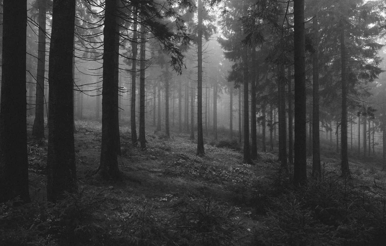 Фото обои лес, деревья, природа, черно-белое, монохром
