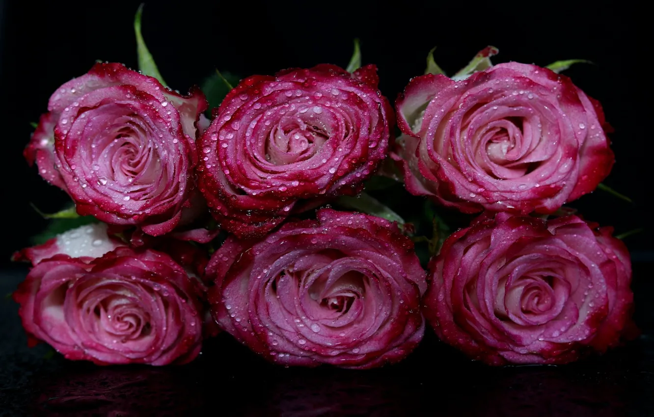 Фото обои капли, роса, розы, трио