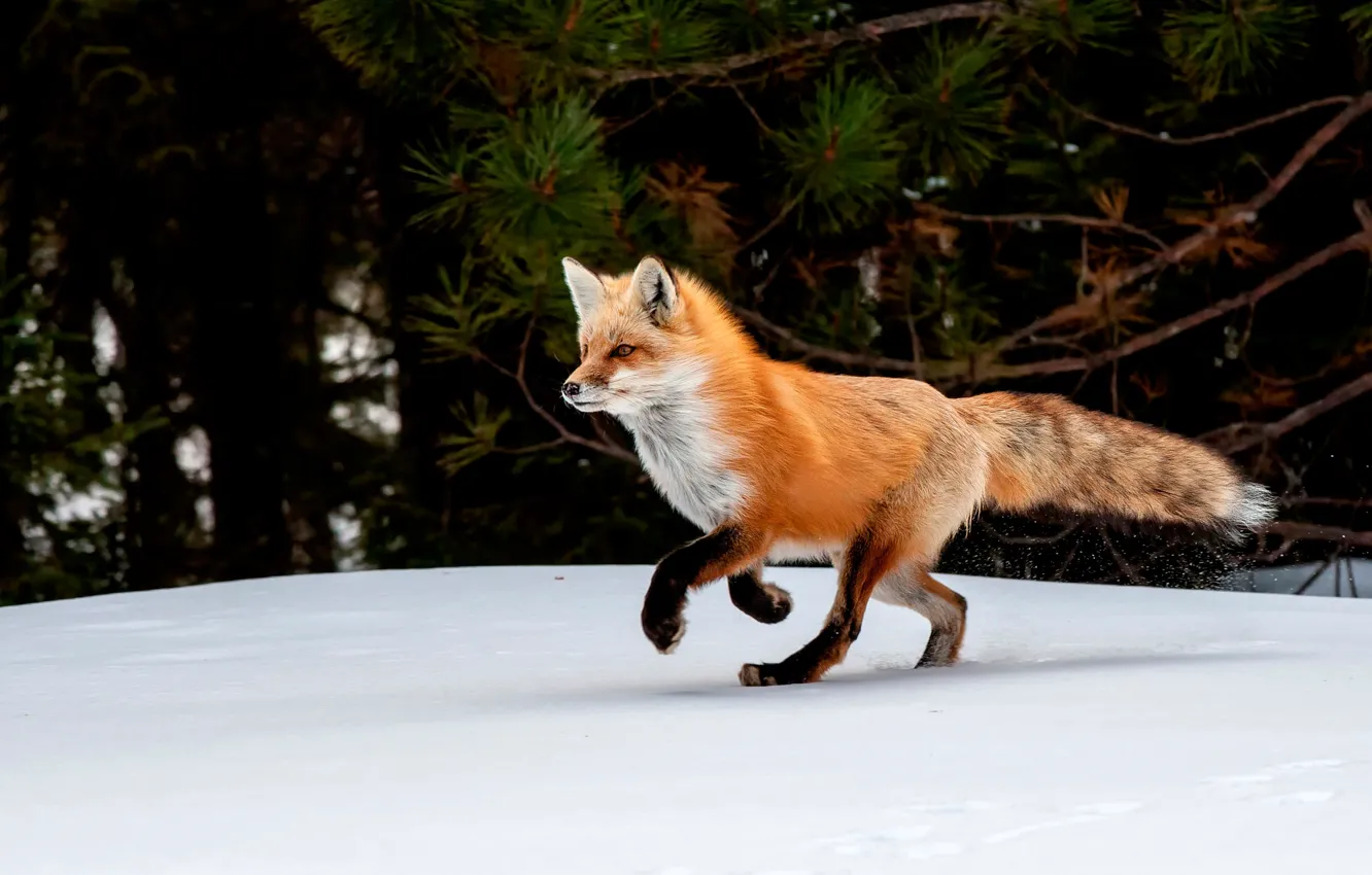 Фото обои зима, снег, деревья, природа, лиса, рыжая, лисица