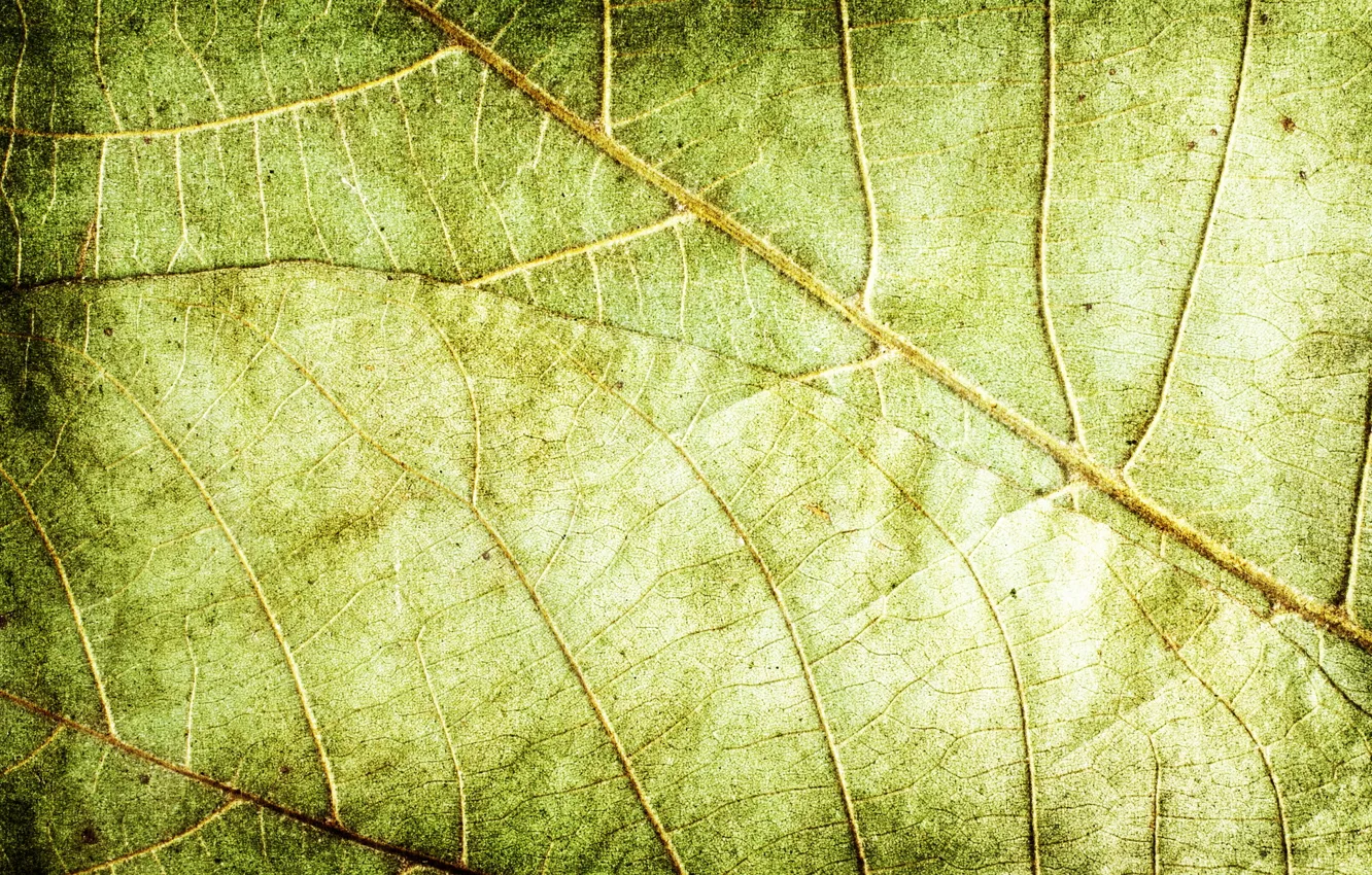 Фото обои листья, зеленый, фон, текстура
