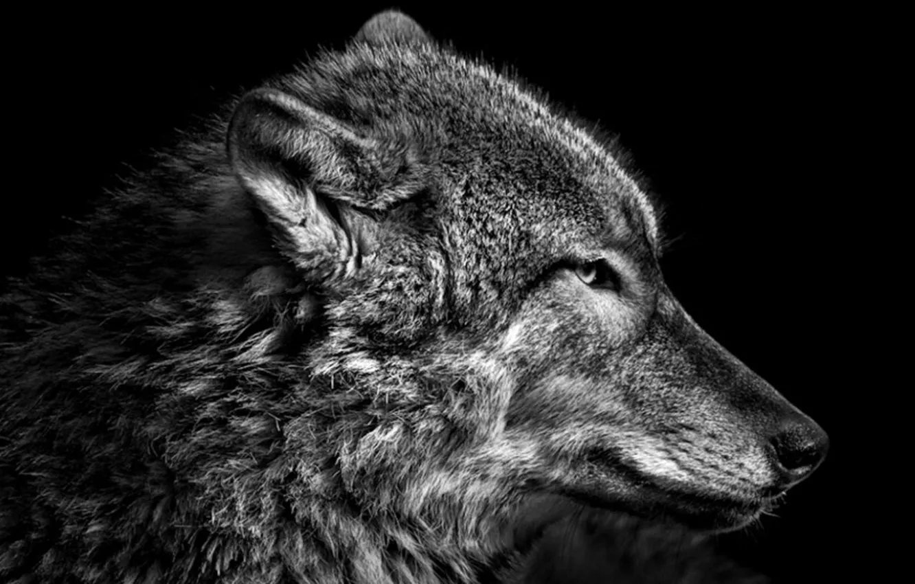 Фото обои Predator, nature, animal, wolf, wildlife, portrait, portrait., Canis lupus. face