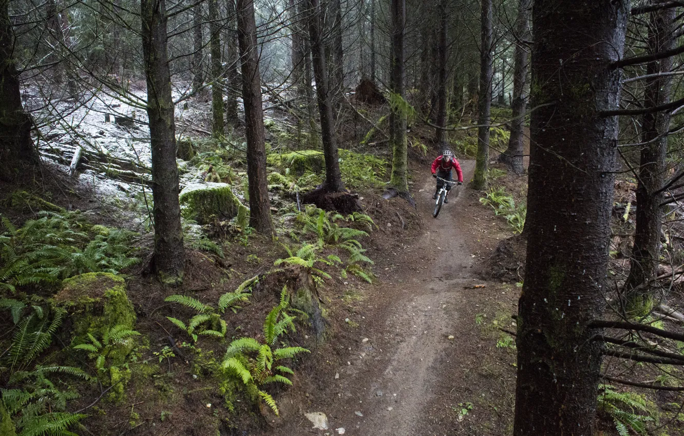 Фото обои лес, природа, спорт, велосипедист, mountain bike