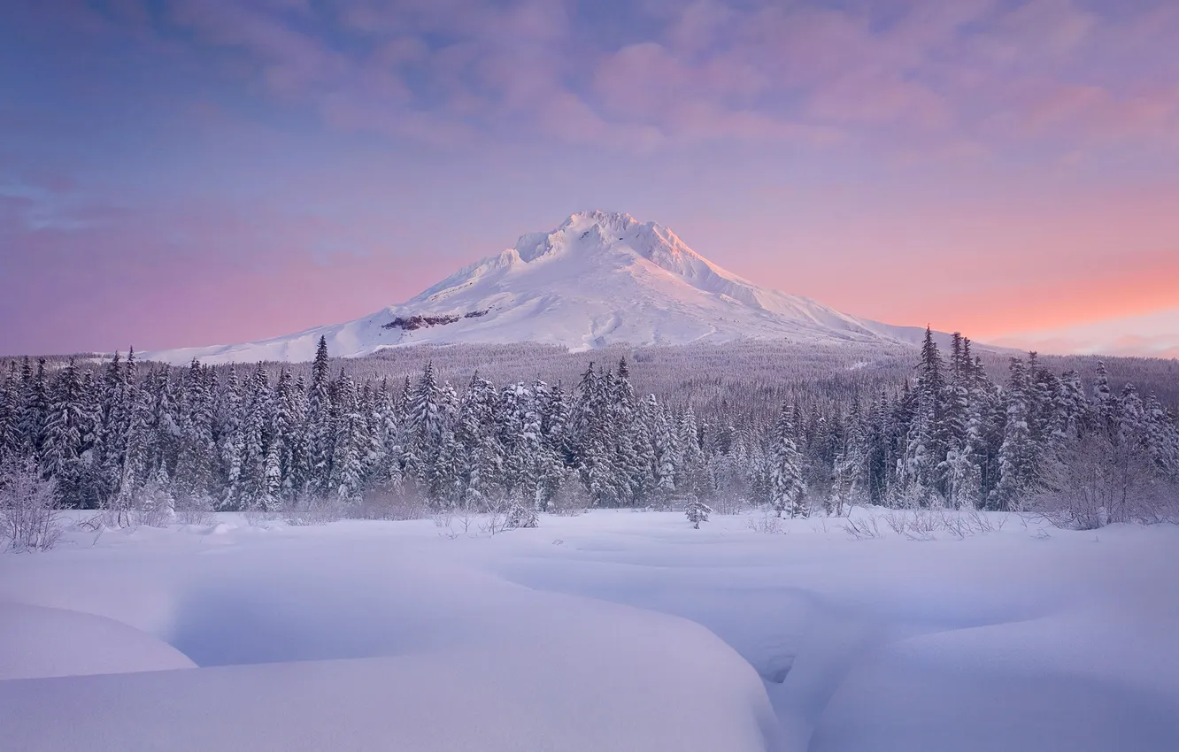 Фото обои снег, рассвет, елки, гора