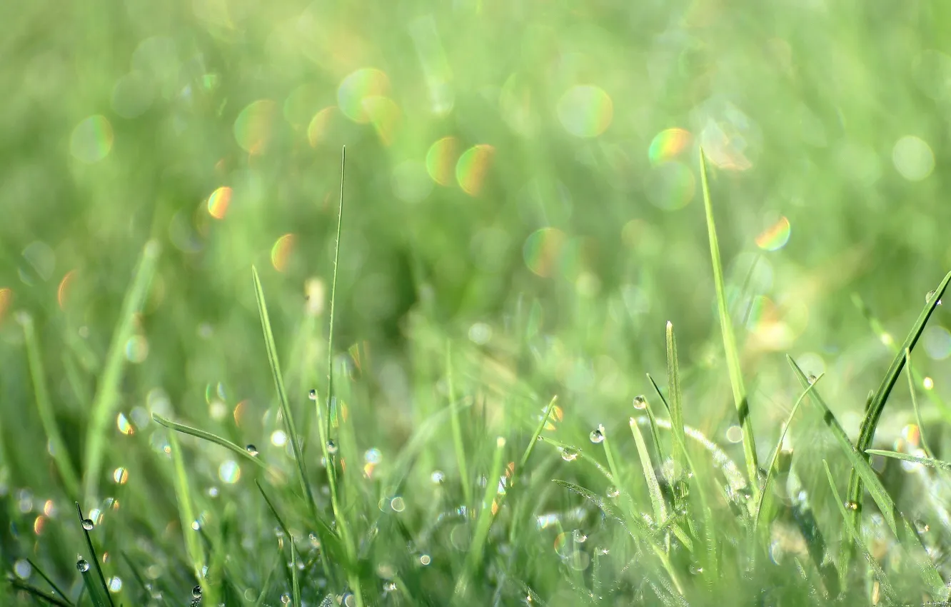 Фото обои лето, трава, капли, макро, роса, блеск, размытие