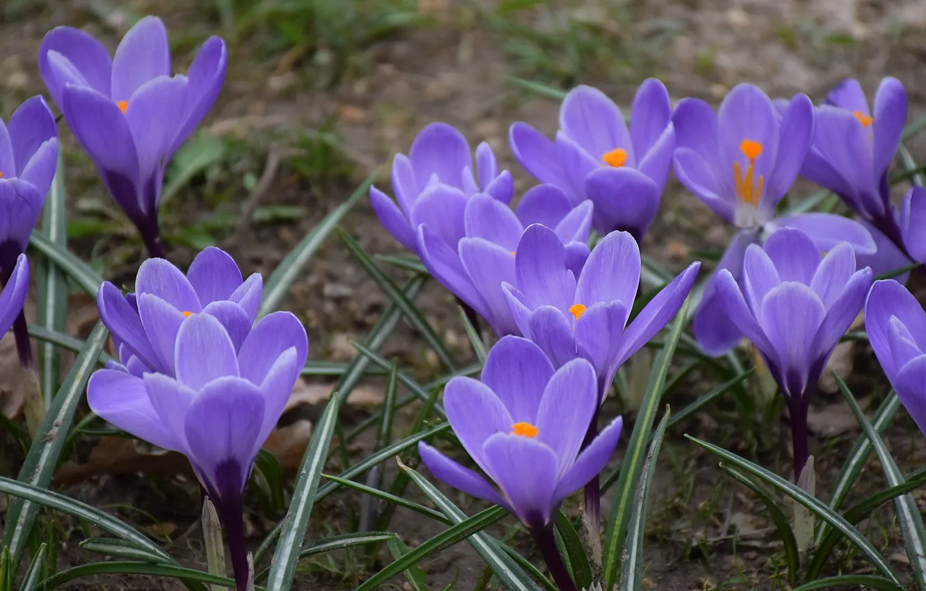 Фото обои Flowers, Крокусы, Crocuses, Фиолетовые цветы, Purple flowers