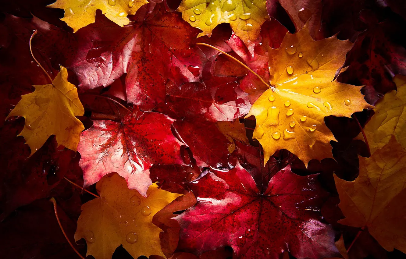 Фото обои мокро, осень, капли, макро, листва, после дождя
