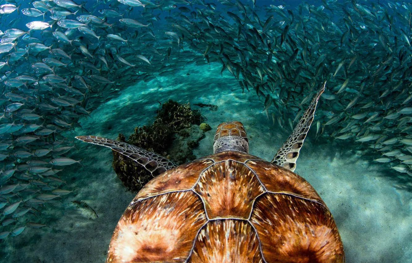 Фото обои море, рыбы, рептилия, Кюрасао, зелёная черепаха