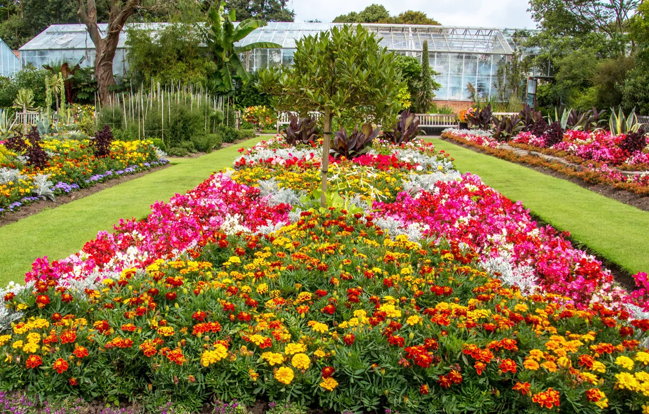 Фото обои цветы, Великобритания, United Kingdom, флоксы, бархатцы, сады, Swansea Botanic Gardens