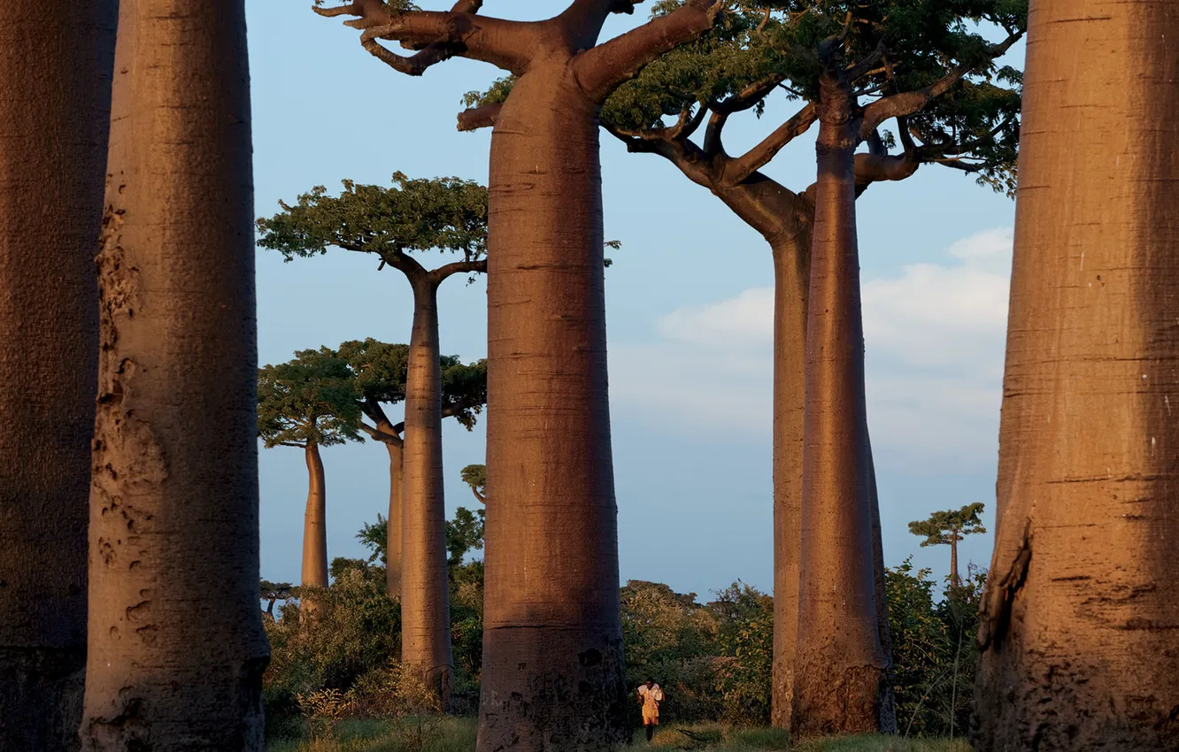 Фото обои деревья, фото, обои, человек, баобаб, бег, австралия