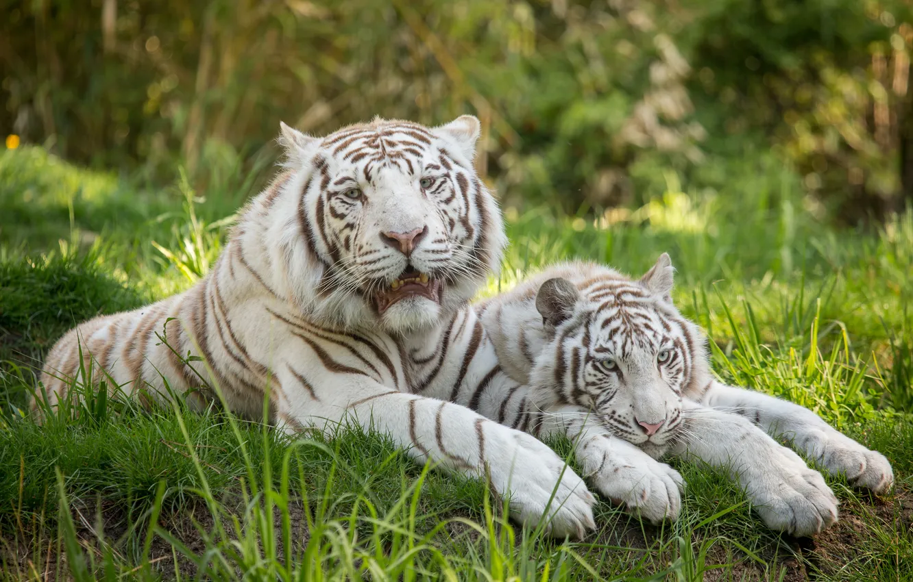 Фото обои кошка, трава, отдых, пара, белый тигр