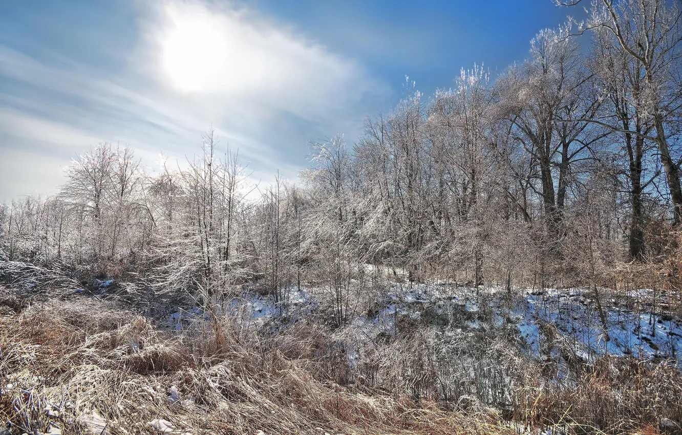 Фото обои снег, деревья, пейзаж, ветки, природа, голубое небо