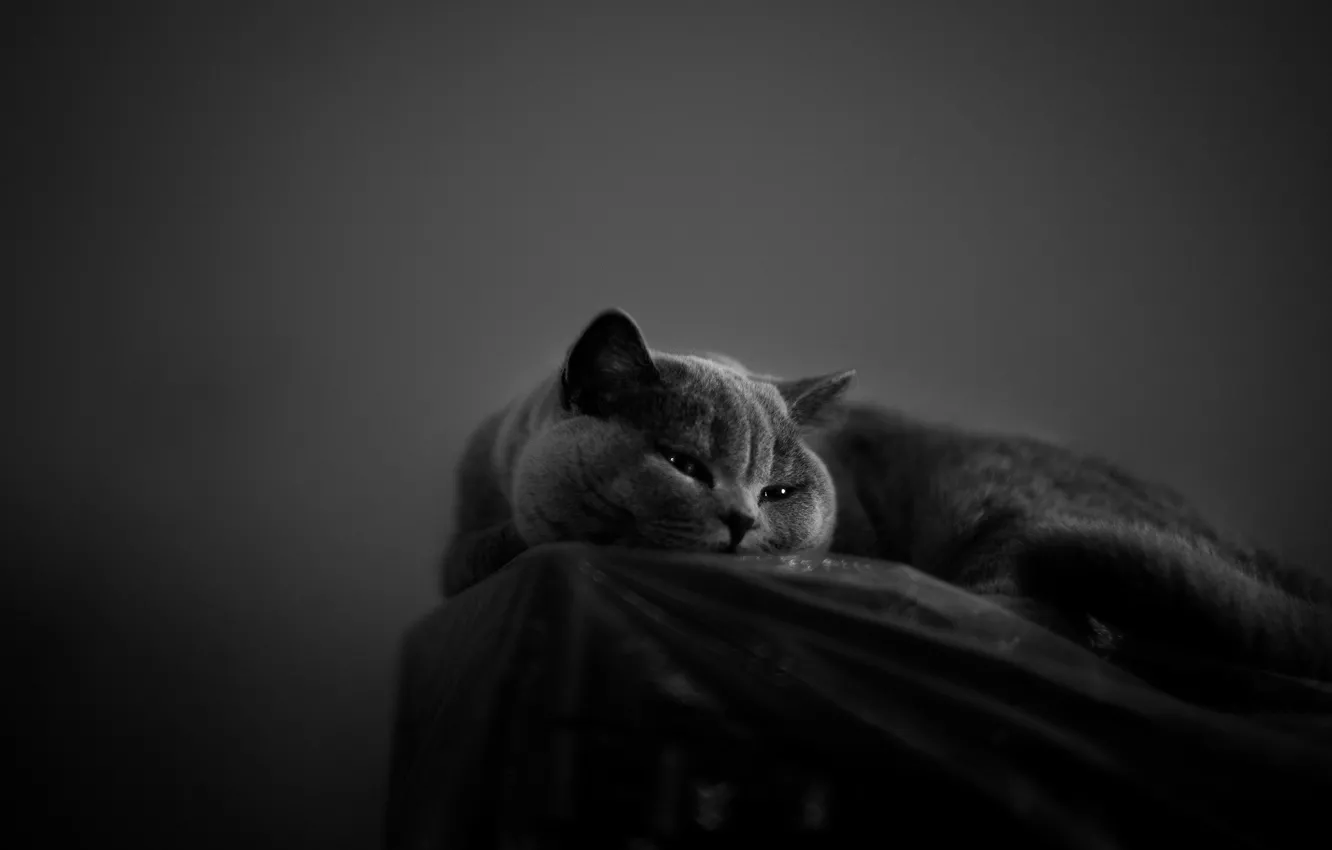 Фото обои кошка, кот, взгляд, поза, мордашка