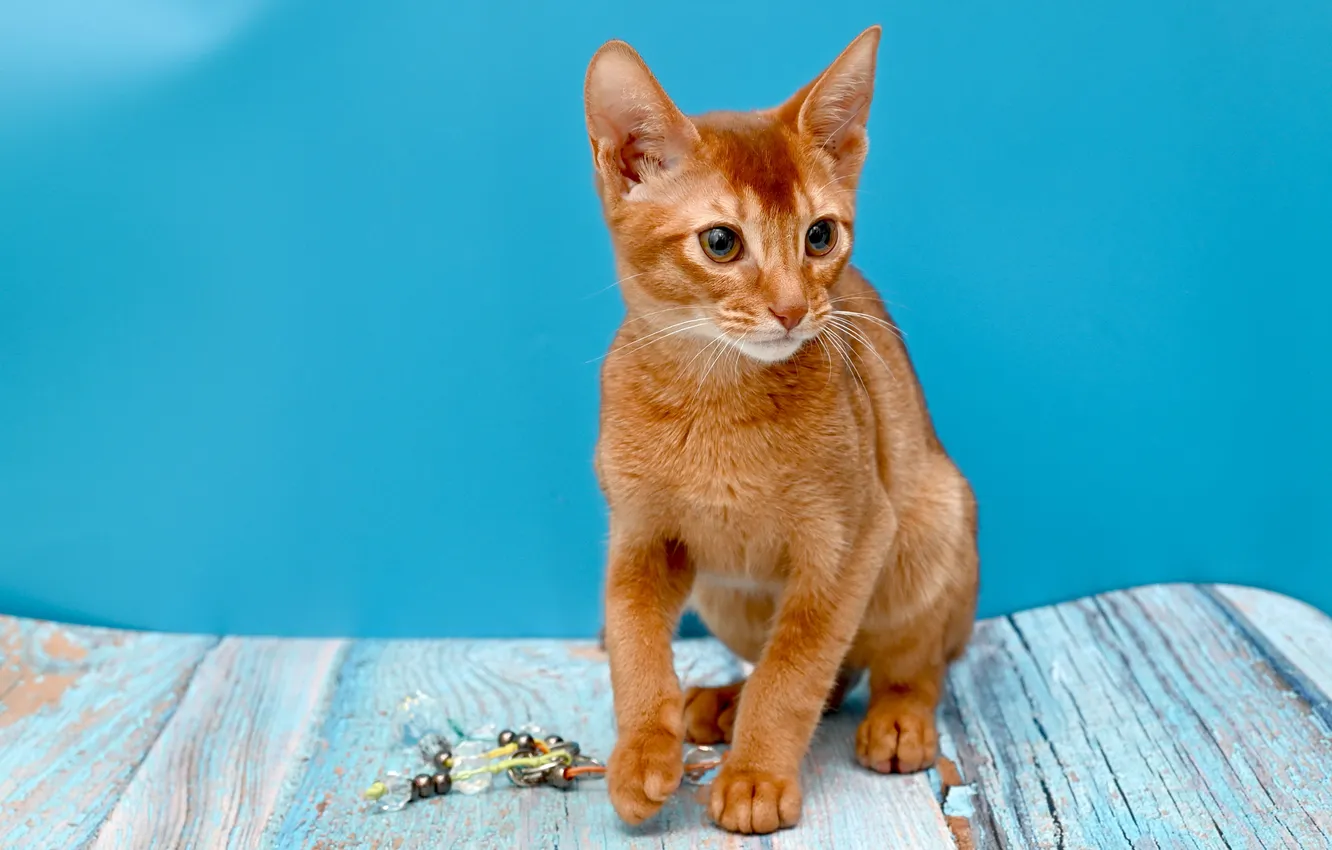 Фото обои кошка, взгляд, поза, котенок, игрушка, доски, рыжий, мордашка