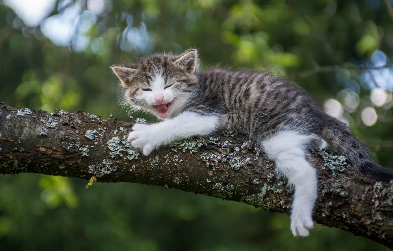 Фото обои ветка, малыш, котёнок, на дереве, пискля