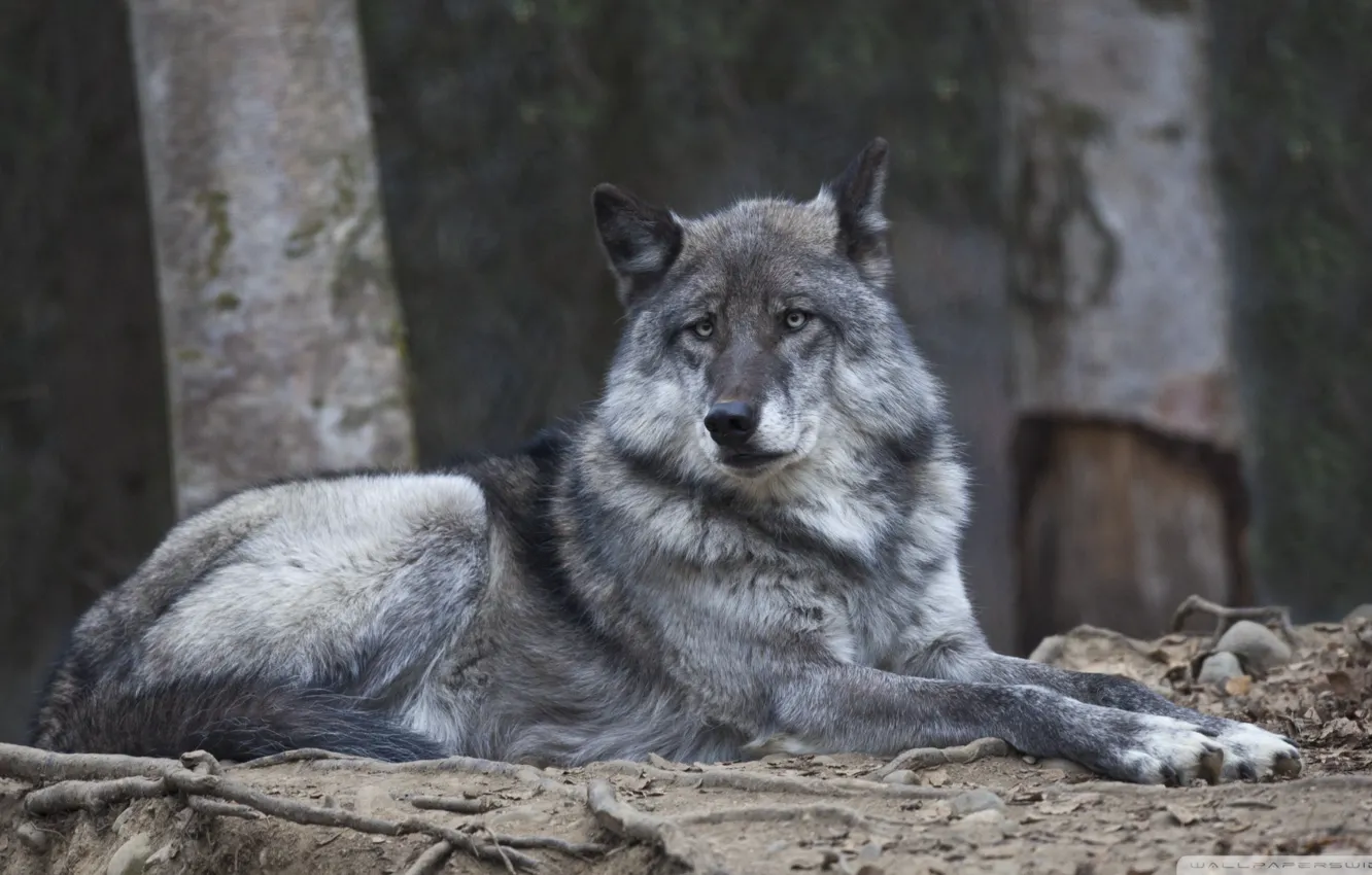 Фото обои nature, predator, animal, wolf, wildlife, portrait, portrait., Canis lupus. face